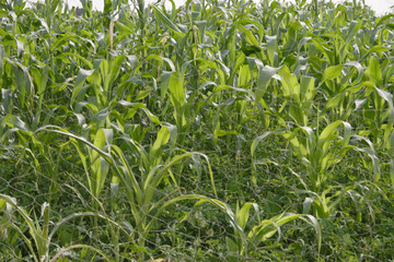 Fototapeta premium Green Fields