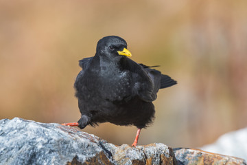 Alpine Chough Pyrrhocorax graculus sitting on the stone