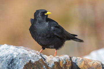 Alpine Chough Pyrrhocorax graculus sitting on the stone