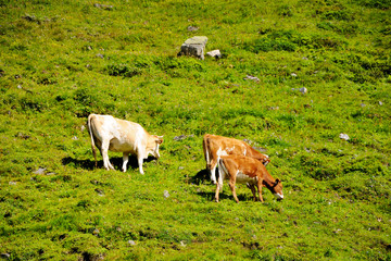 Fototapeta premium Cows graze on a green meadow on a hill. Sunny summer day. Hochalpenstrasse, Austria.