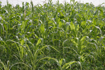 Fototapeta premium Green Fields