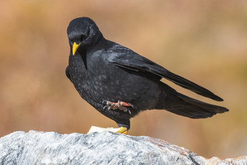 Alpine Chough Pyrrhocorax graculus sitting on the stone