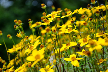 Yellow flowers in the meadow. Bright juicy yellow colors.