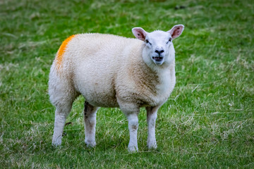 Obraz premium Shetland sheep at Shetland Islands