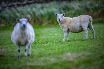 Fototapeta premium Shetland sheep at Shetland Islands