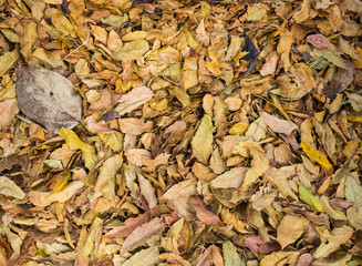 Colorful autumn fallen leaves.
