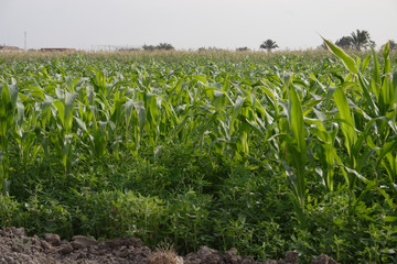 Fototapeta premium Green Fields