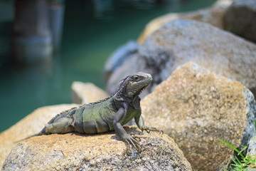 Aruba, Caribbean sea
