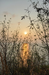 Obraz premium Sunset through the plants