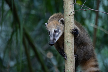 Obraz premium South American Coati