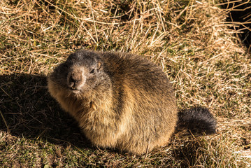 Naklejka na ściany i meble Marmot before hibernation in the swiss Alps
