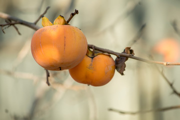 Persimmon on branch of persimmon tree. Autumn season.