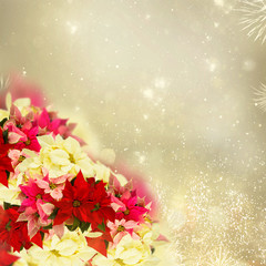 Fototapeta na wymiar fresh poinsettia flowers border or christmas star on festive golden bokeh background