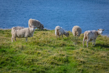 Obraz premium Beautiful View at Shetlands