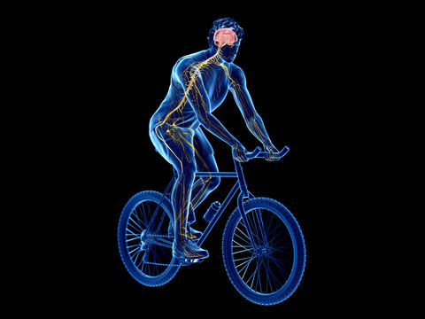 3d rendered illustration of a cyclists brain