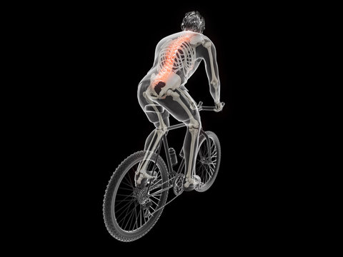 3d rendered illustration of a cyclists spine