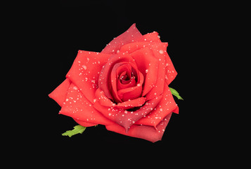 Rose Rot mit Tropfen Künstlich