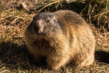 Marmot before hibernation in the swiss Alps