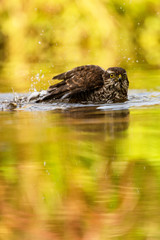 Sperber beim Baden