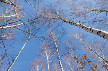 birch tree in autumn