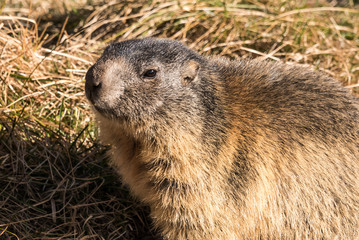 Marmot before hibernation in the swiss Alps