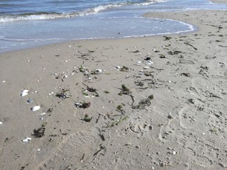 Strand mit Muscheln