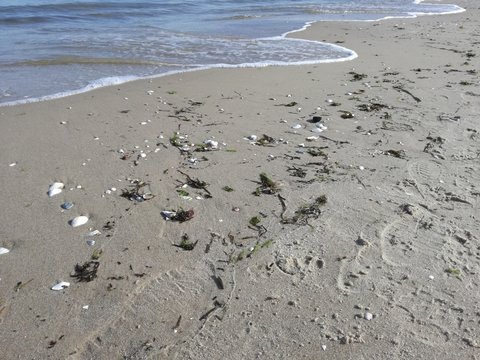 Strand mit Muscheln