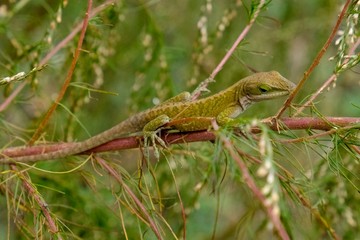 a Carolina anole blends in with the bushes at Yates Mill County Park in Raleigh North Carolina.