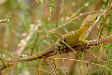 A Carolina anole skitters along in the shubbery at Yates Mill County Park in Raleigh North Carolina.