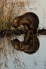 La toilette du ragondin