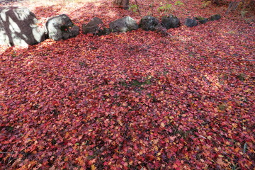 西湖野鳥の森公園