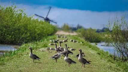 Ducks Wind Turbine © Aris Suwanmalee