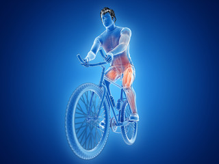 Fototapeta na wymiar 3d rendered illustration of a cyclists muscles