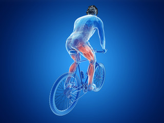 3d rendered illustration of a cyclists muscles