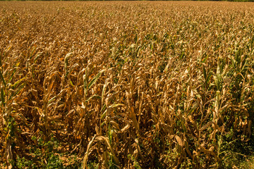 dried corn plants in the summer heat