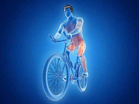 3d rendered illustration of a cyclists muscles