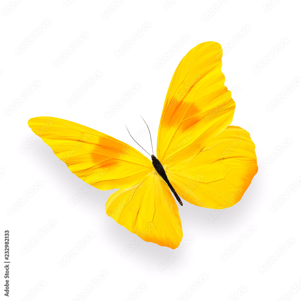 Poster yellow butterfly with shadow isolated on white background