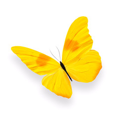 yellow butterfly with shadow isolated on white background