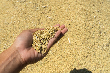 Farmer holding paddy in hand .