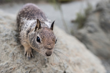 Obraz premium Frimousse de l'écureuil