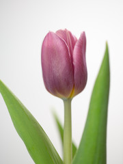 Naklejka premium Tulip Closeup