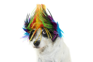 FUNNY PUNK ROCK DOG WEARING A COLORED WIG, LOOKING AT CAMERA WITH ONE EYE. ISOLATED AGAINST WHITE...
