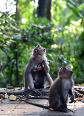 Monkey Forest Ubud is the sanctuary or natural habitat of Balinese long tailed Monkey in Bali Island, Indonesia