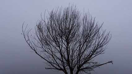 Tree without leaves on the background of fog. Autumn, cold.
