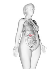 3d rendered medically accurate illustration of an obese womans pancreas
