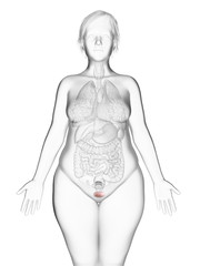 3d rendered medically accurate illustration of an obese womans bladder