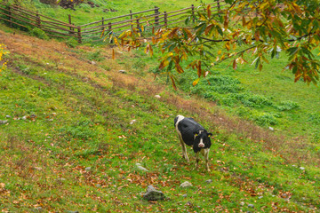 Naklejka na ściany i meble Cows walking around the agriturism territory on a rainy October day. Picturesque colourful autumnal view in Novacella, Varna in South Tyrol, Italy, Europe.