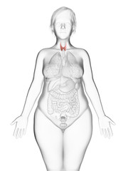 3d rendered medically accurate illustration of an obese womans thyroid gland