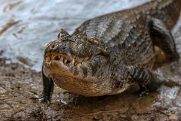Yacare caiman