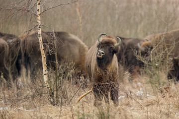 European bison - Bison bonasus in the Knyszyn Forest (Poland)